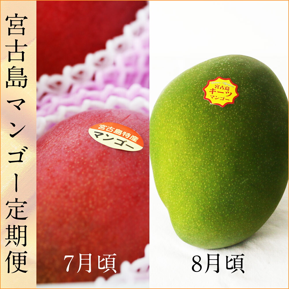 【ふるさと納税】《先行予約》宮古島産 マンゴーセット｜アーウィン＆キーツ｜フルーツ定期便 全2回＜琉球マルシェ＞