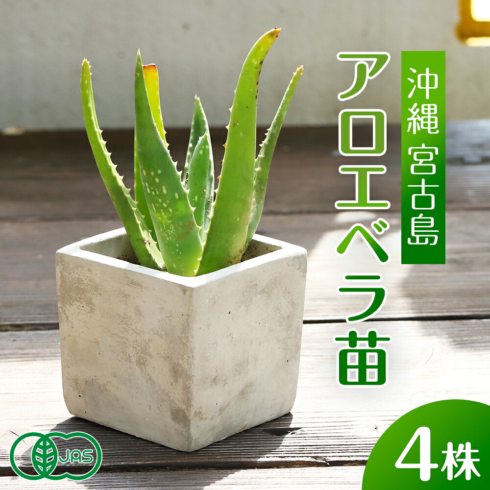 【ふるさと納税】アロエベラ 苗 4株 沖縄・宮古島産｜有機JAS 観葉草木（AC109）