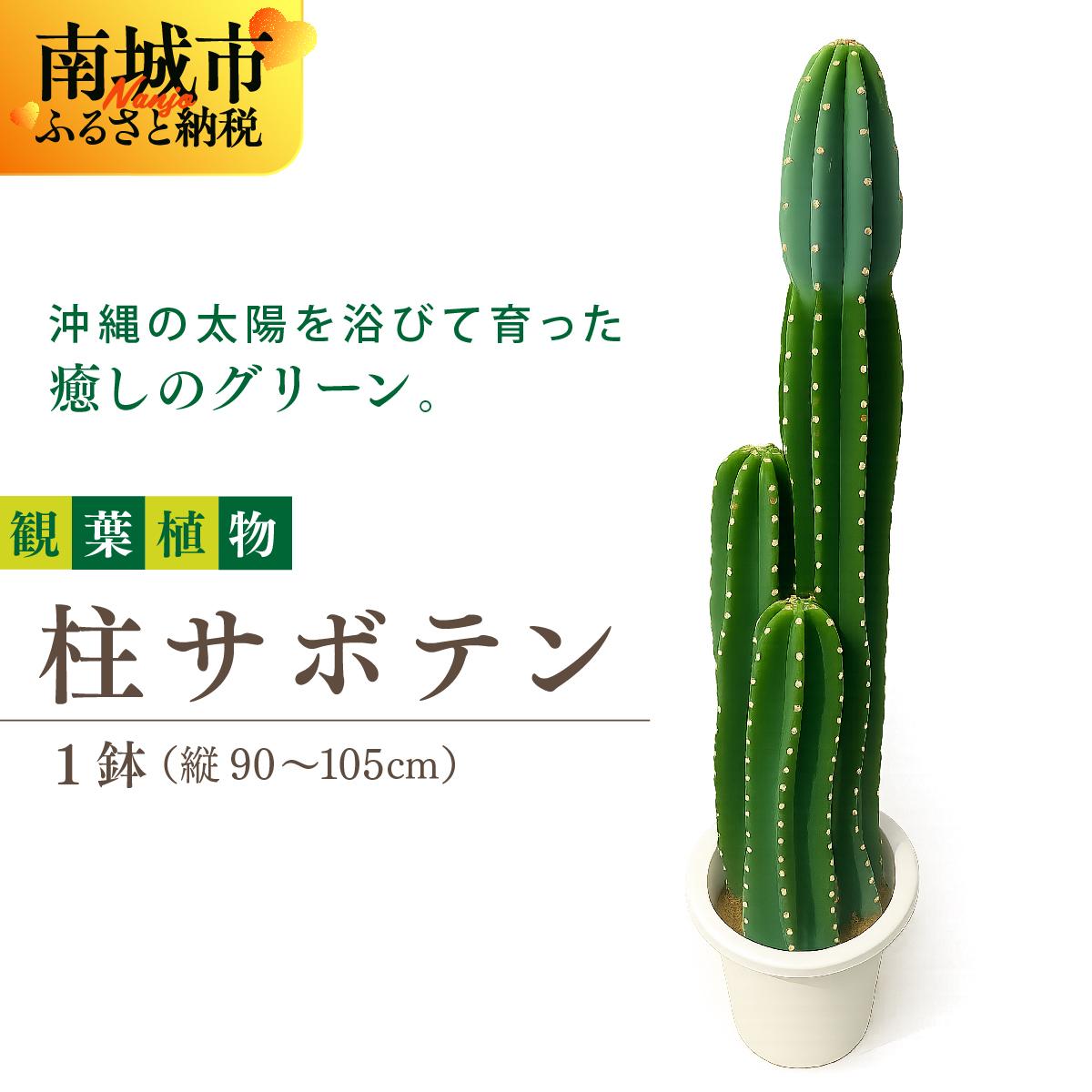 【ふるさと納税】柱サボテン I 柱サボテン サボテン さぼてん 観葉植物 多肉植物 室内植物 植物 沖縄県 南城市 ふるさと納税 金城園芸