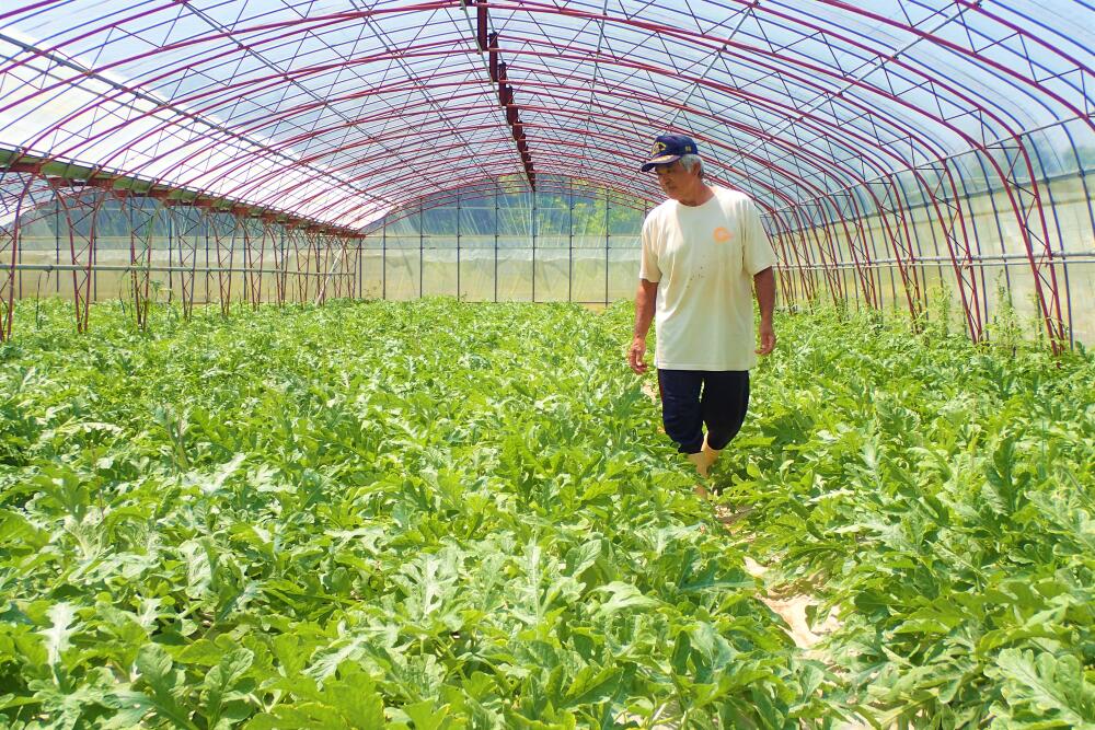 ふるさと納税 島袋さんの初夏スイカ 5 7kg 1宝玉 21年紀6月明出師 Cannes Encheres Com