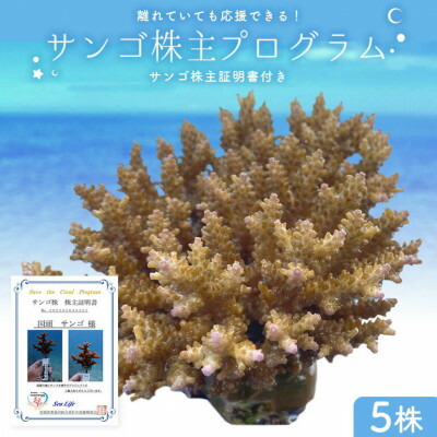 【ふるさと納税】離れていても応援できる!国頭村の「サンゴ株主」プログラム5株_サンゴ 珊瑚 サンゴ保全 サンゴ再生活動 海洋保護 環境保全 海の環境 ダイビング 沖縄 やんばる 山原 世界遺産 ダイビング スキューバ サーフィン【1581395】