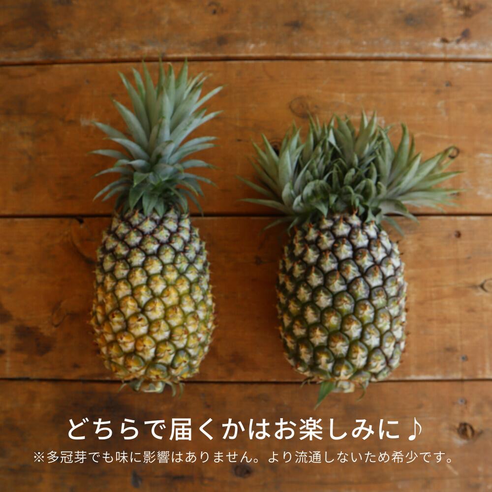 楽天市場 ふるさと納税 沖縄県産高級パイン ゴールドバレル 1 8kg超 １玉 22年5月発送 沖縄県国頭村
