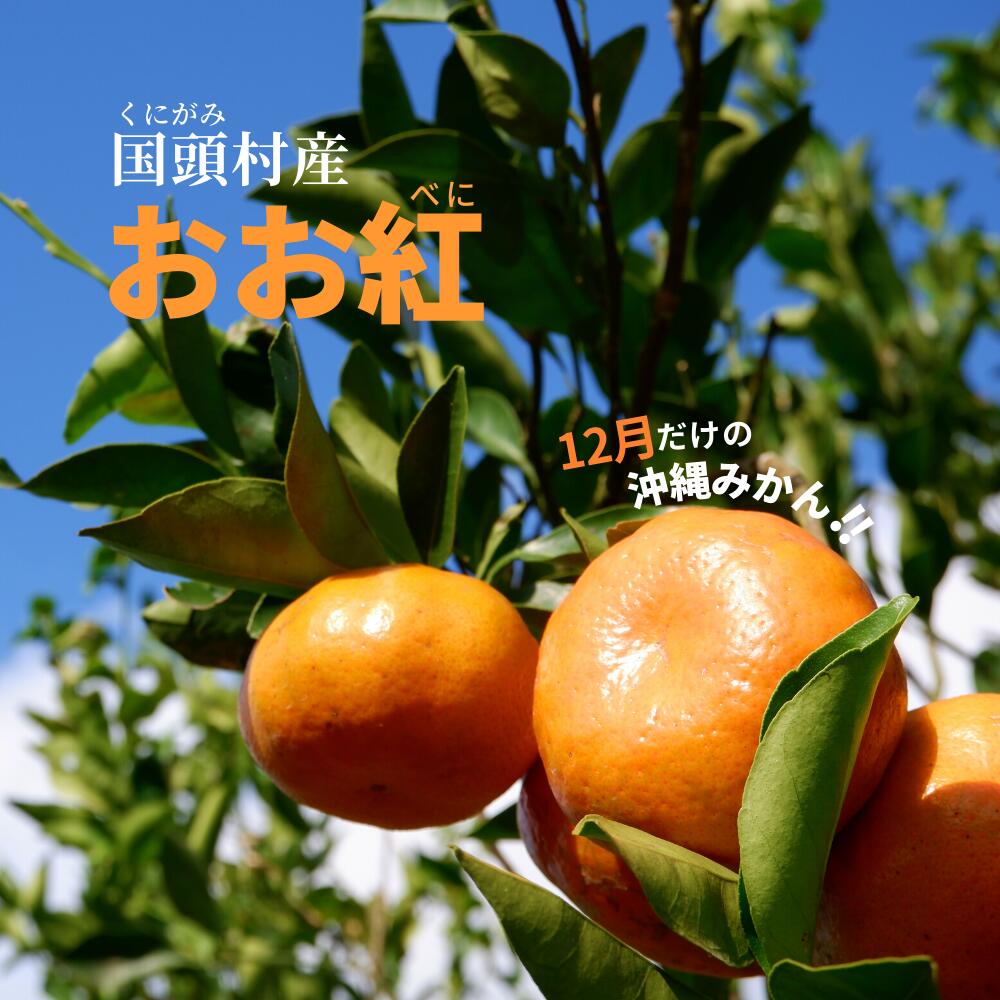 SALE／104%OFF】 ふるさと納税 沖縄やんばる産 お手頃品種 Nパイン ４玉 沖縄県国頭村