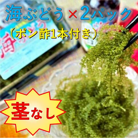 【ふるさと納税】【美ら海沖縄県東村産】茎なし海ぶどう２パックセット（ぽん酢付き）