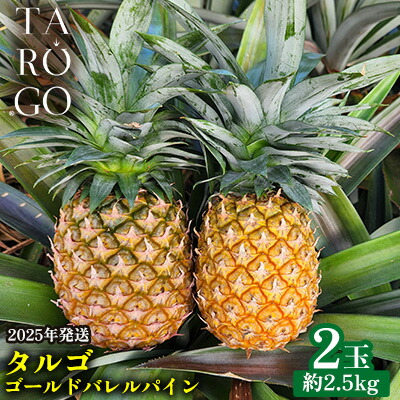 【ふるさと納税】TARUGO　ゴールドバレルパイン　2玉（約2.5kg）2025年発送 糖度14度以上 パイン パインアップル パイナップル タルゴ タルゴゴールド トロピカル 希少 ごーるどばれる ゴールドバレル 国産パイン 甘い 香り 高品 高級フルーツ 大玉 国産 やんばる 沖縄 東村