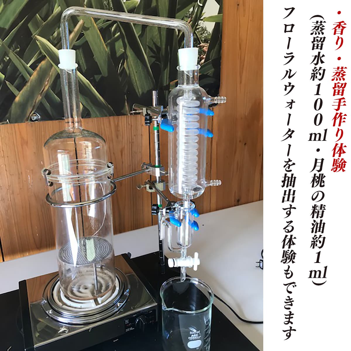 超美品の 今帰仁ハーブ園 月桃の森でできる各種手作り体験 沖縄県今帰仁村年以上沖縄のハーブに携わってきたからこそできる栽培技術と知識があります その他 スキンケア 今帰仁ハーブ園 月桃の森でできる各種手作り体験美容 コスメ 香水 ふるさと納税