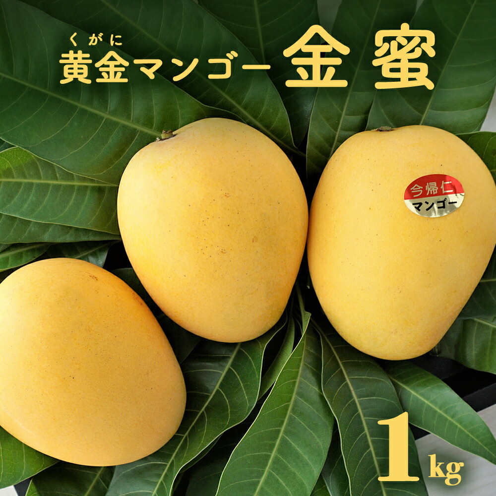 【ふるさと納税】黄金(くがに)マンゴー「金蜜」(1kg以上) 【2025年７月中旬～８月中旬頃配送】生産者直送