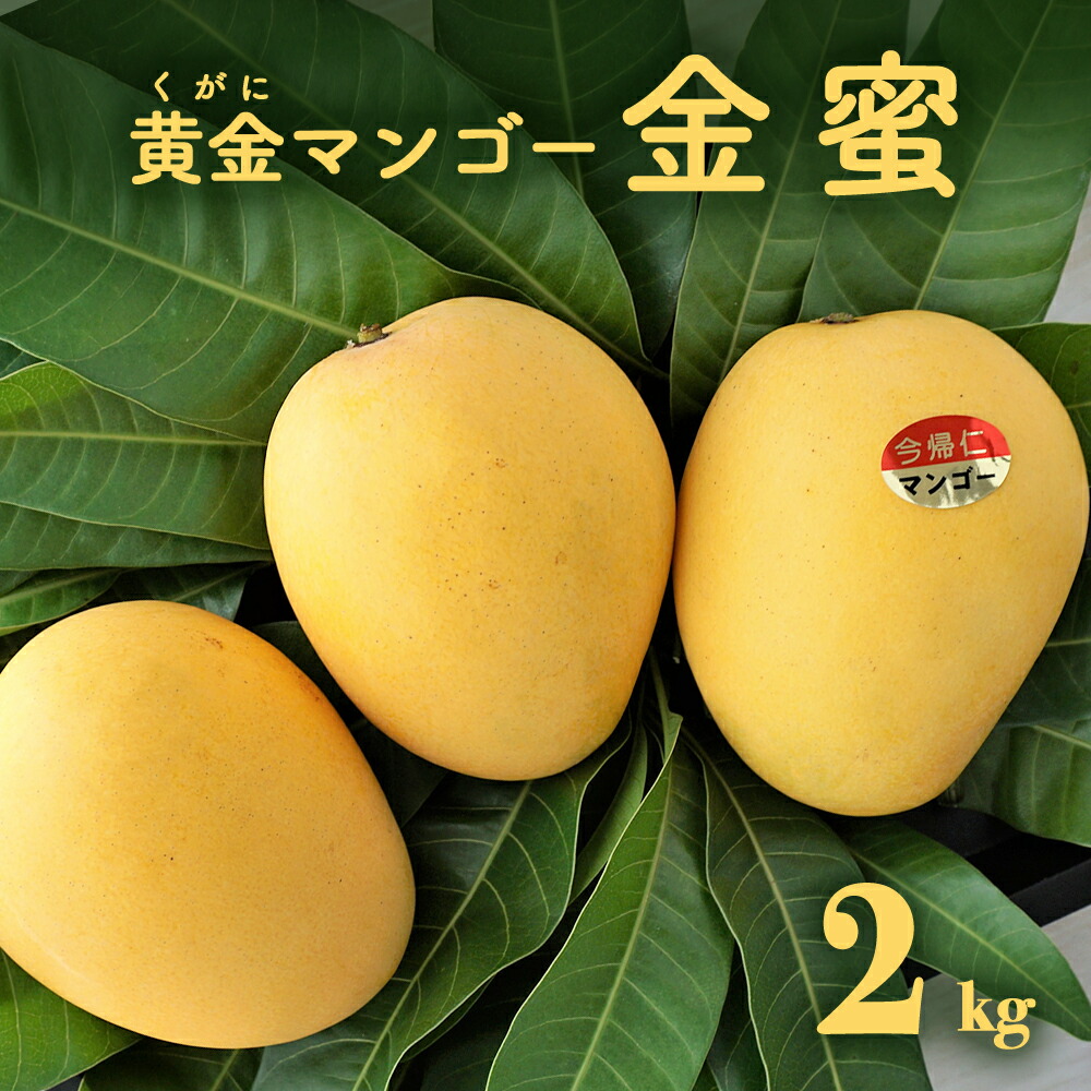 【ふるさと納税】 黄金(くがに)マンゴー「金蜜」(2kg以上) 【2025年７月中旬～８月中旬頃配送】 生産者直送