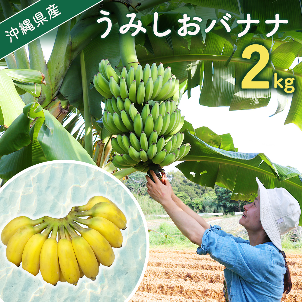 【ふるさと納税】【先行予約　限定50個】 うみしおバナナ 2kg 【2025年8月～10月頃に配送】 今帰仁村産 アップルバナナ　常温発送