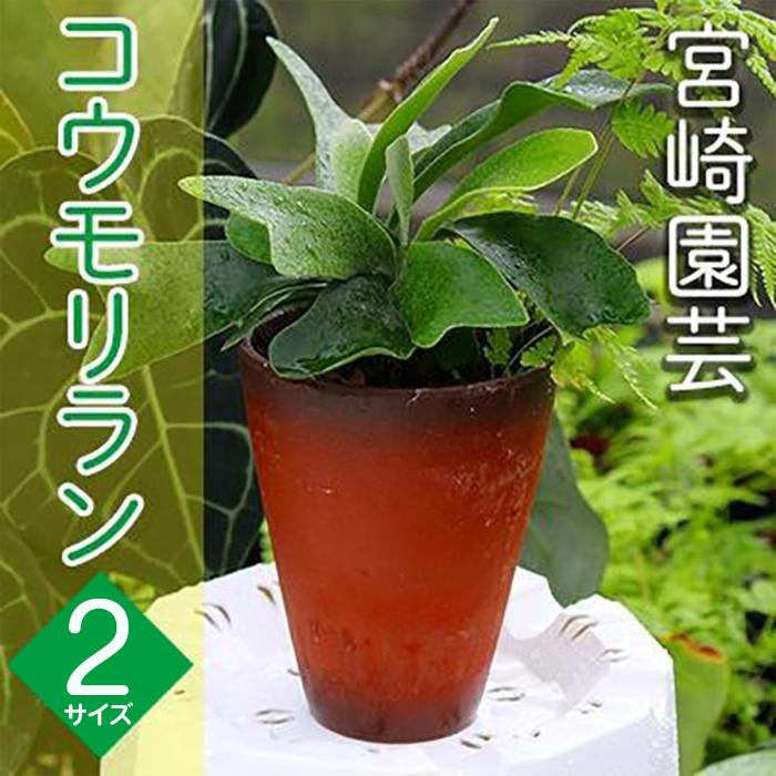 【ふるさと納税】【OnnaIchigoFarm】蚊食い鳥幽客 「小」または「大」 沖縄 蚊食い鳥幽客 ビカクシダ 室内草木 室外草木 ヘゴ板 室内緑化 草木室内装飾 観葉草木 沖縄産 工業プラント差し上げ物 緑のある生活様式 園芸装置 インテリアプランツ 根付き草木 一般受け ヘゴの木 おすすめ