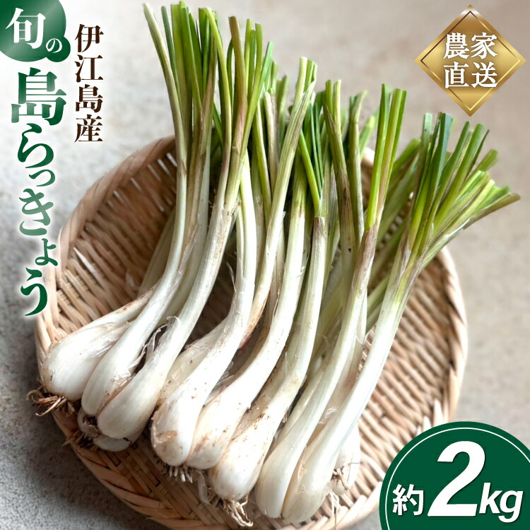 【ふるさと納税】【期間限定発送】島らっきょう 約 2kg [畑シンカ 沖縄県 伊江村 ie47bde250002] 島ラッキョウ しまらっきょう 野菜 やさい 浅漬け 漬物 らっきょうみそ