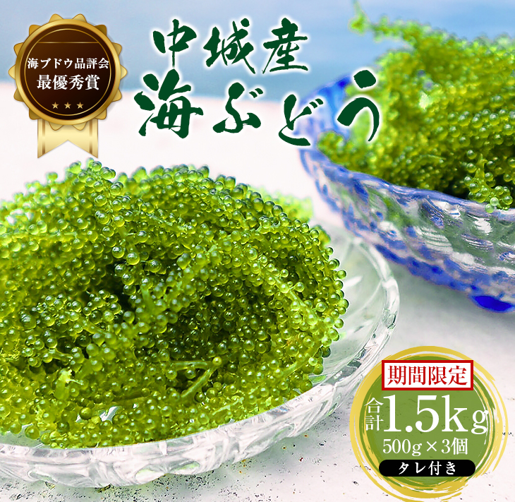 【ふるさと納税】＜2025年4月中旬以降発送予定＞海ぶどう（500g×3個セット）タレ付き 期間限定 新鮮 厳選 贈答品 朝採れ 直送 ご当地グルメ 沖縄県産 中城村産 特産品 海の幸 ヘルシー 低カロリー 美容 人気 海鮮丼 サラダ ミネラル 鉄分 季節限定 贅沢