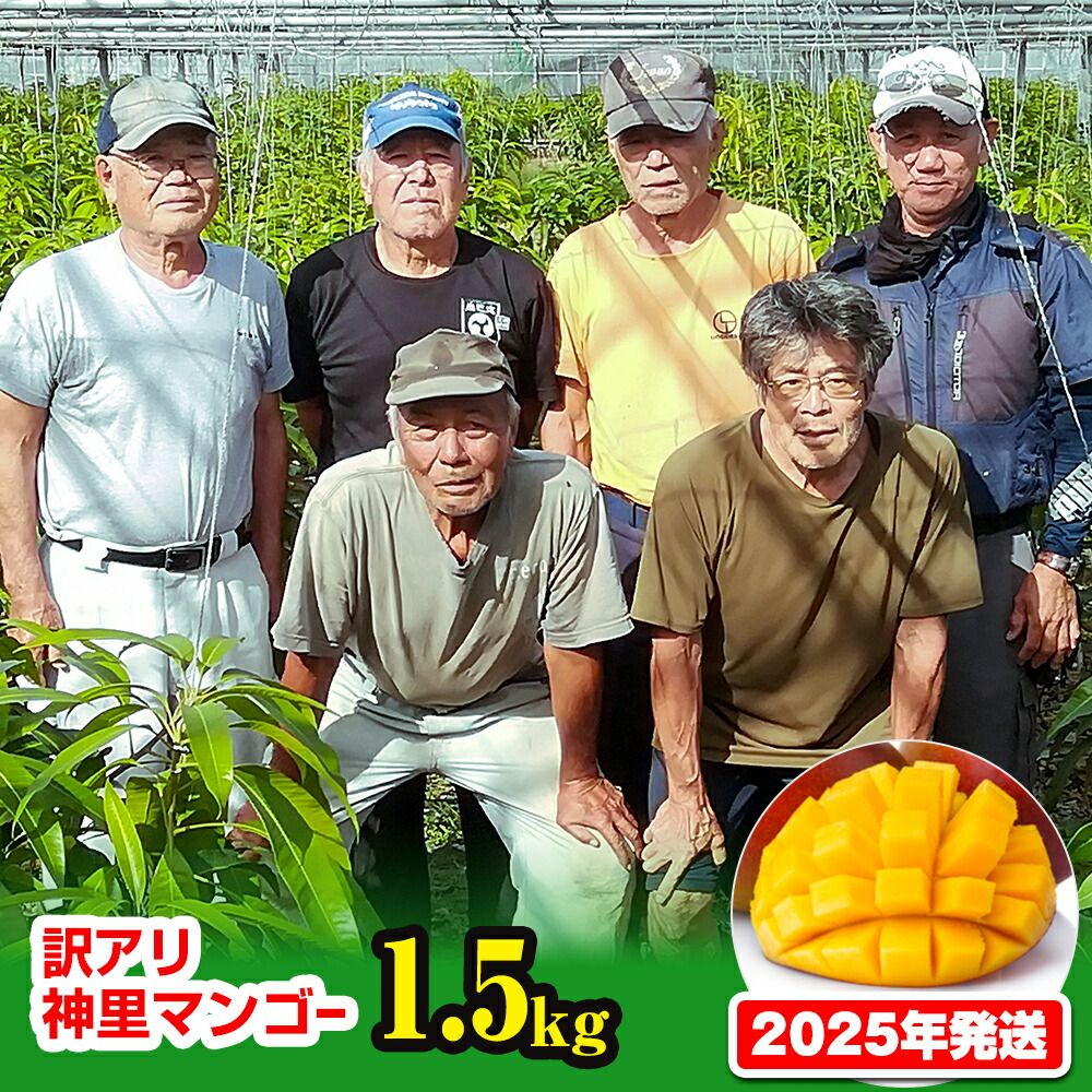 【ふるさと納税】【訳あり】2025年発送　生産組合から直送　神里マンゴー1.5kg