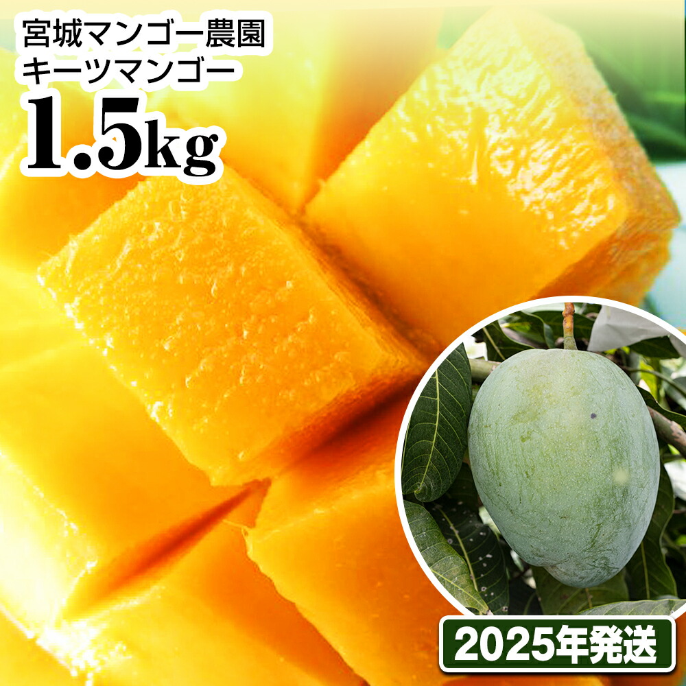 【ふるさと納税】【2025年発送】宮城マンゴー農園　キーツマンゴー1.5kg