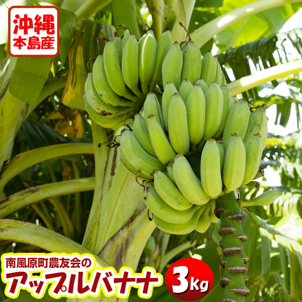 【ふるさと納税】【希少】沖縄本島産 南風原町農友会の「アップルバナナ」　3kg