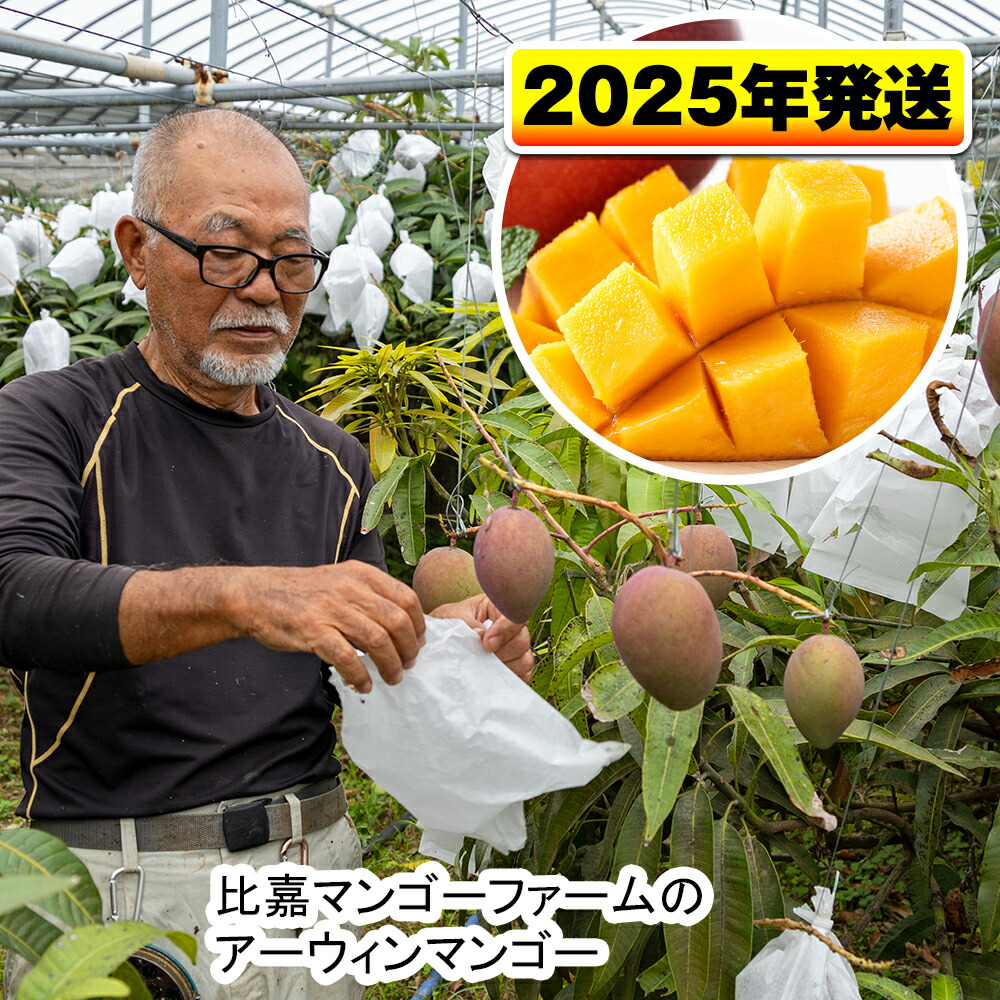 【ふるさと納税】【2025年発送】比嘉マンゴーファームのアーウィンマンゴー　家庭用1.5kg