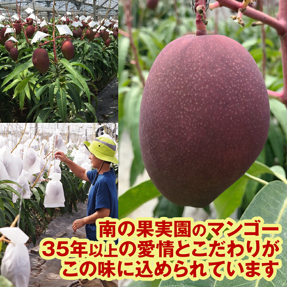 南の果実園 完熟マンゴー 家庭用2kg