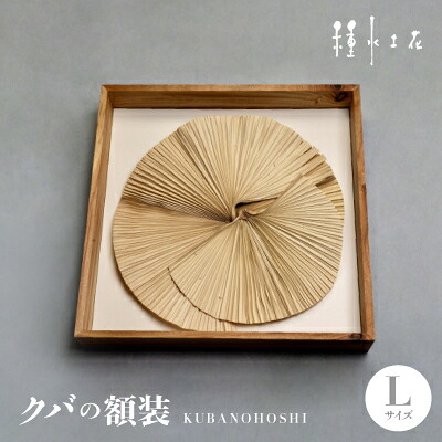 【ふるさと納税】クバの額装KUBANOHOSHI(白いこと)L大いさ【1503764】