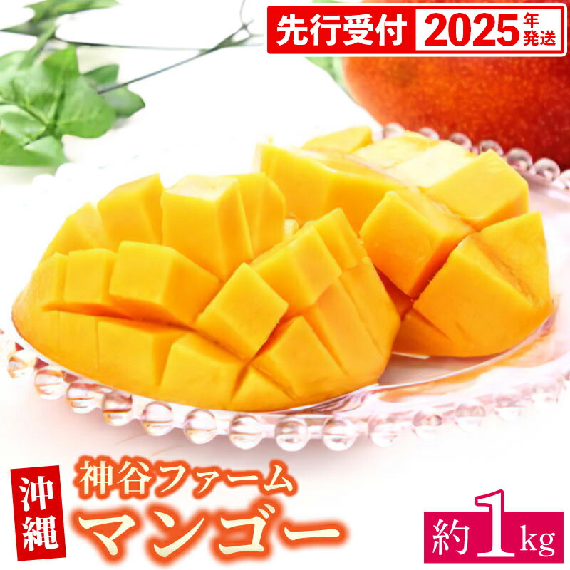 【ふるさと納税】【先行受付】【2025年発送】神谷ファームのマンゴー（家庭用）約1Kg - 先行予約 沖縄県産 産地直送 南国フルーツ 旬の味覚 季節の果物 ご自宅用 沖縄マンゴー 沖縄県 八重瀬町