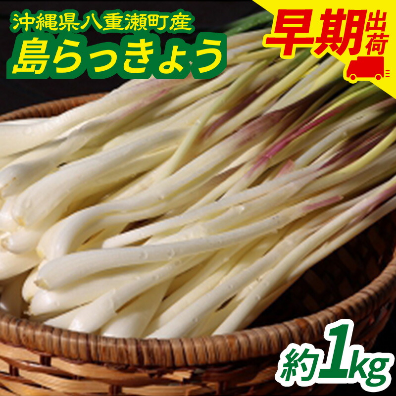 楽天市場】【ふるさと納税】【先行受付】【2026年発送】沖縄県八重瀬町