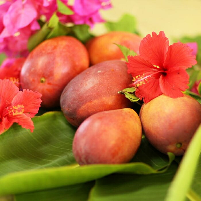 ふるさと納税 宮古島お適正アップルマンゴー 1kg 訳あり 訳アリ わけあり マンゴー アップルマンゴー Maxani Nl