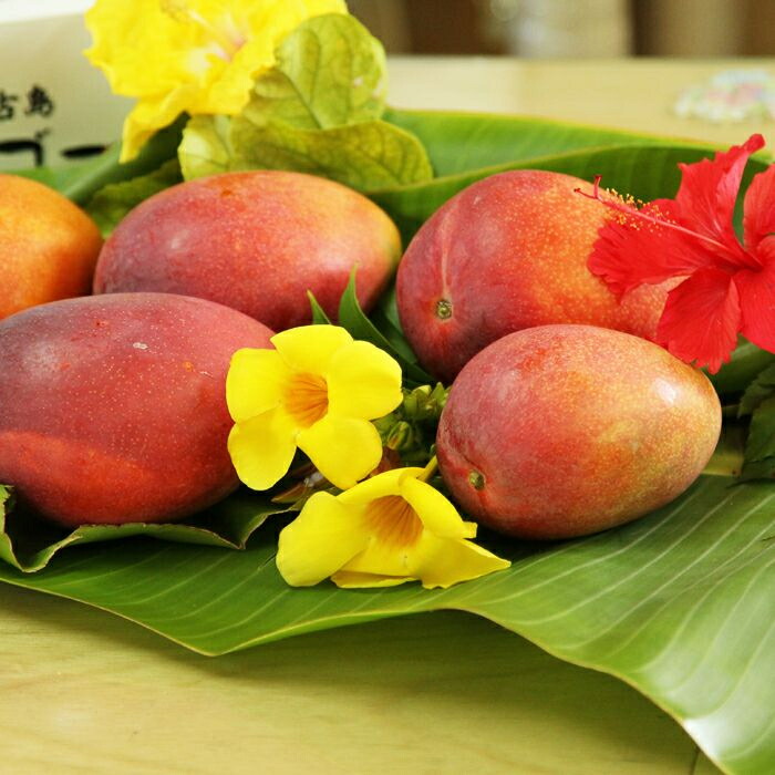 60 Off アップルマンゴー1kg 完熟 マンゴー 南国フルーツ マンゴー 人気特価激安 503 Sv