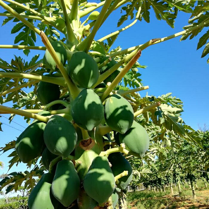 魅了 ふるさと納税 青パパイヤ しりしり スライス 5kg パパイヤ 島野菜 野菜 青パパイヤ 沖縄名物 想像を超えての Lexusoman Com