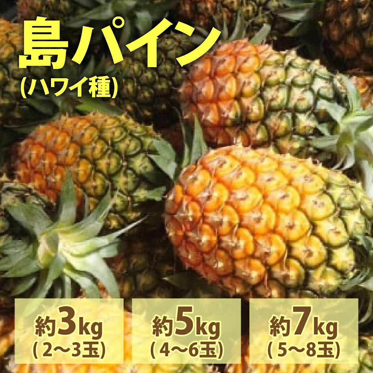 【ふるさと納税】【内容量が選べる】2026年 先行予約 島パイン (ハワイ種) 約3～7kg 2～8玉 ますみ農園 ”蜜たっぷり” パイン パイナップル 果物 フルーツ【 果物詰合せ フルーツ 】　お届け：2026年6月下旬～7月下旬