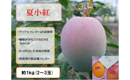 【ふるさと納税】2025年 先行予約 マンゴー 夏小紅 約1kg 2～3玉 ますみ農園 甘味 スッキリ 果物 フルーツ　【果物・フルーツ・マンゴー・夏小紅・約1kg】　お届け：2025年7月中旬～8月上旬