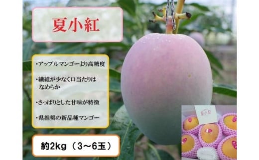 【ふるさと納税】2025年 先行予約 マンゴー 夏小紅 約2kg 3～6玉 ますみ農園 甘味 スッキリ 果物 フルーツ　【果物・フルーツ・マンゴー・夏小紅・約2kg】　お届け：2025年7月中旬～8月上旬