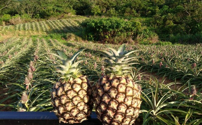 【ふるさと納税】ピーチパイン 約3kg 4～5玉 《2025年 先行予約》甘熟 西表島ふる～つらんど 不動の人気No.1 【果物 フルーツ パイン 果物詰合せ・フルーツ・ピーチパイン】　お届け：2025年5月上旬～7月上旬