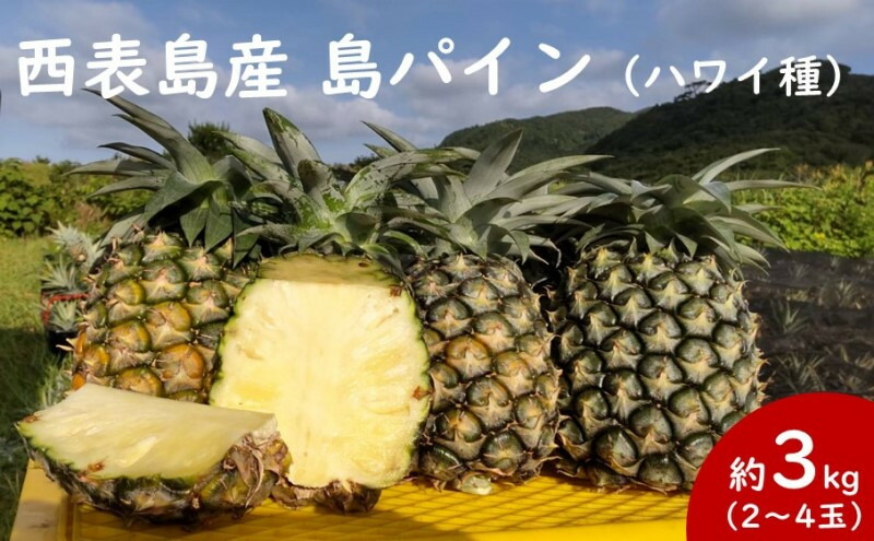 【ふるさと納税】2025年先行予約 島パイン (ハワイ種) 約3kg 2～4玉 パイナップルの王道 【西表島産 パイン 果物 フルーツ 南国フルーツ パイナップル 沖縄県竹富町】　お届け：2025年6月中旬～7月下旬（収穫でき次第順次発送）