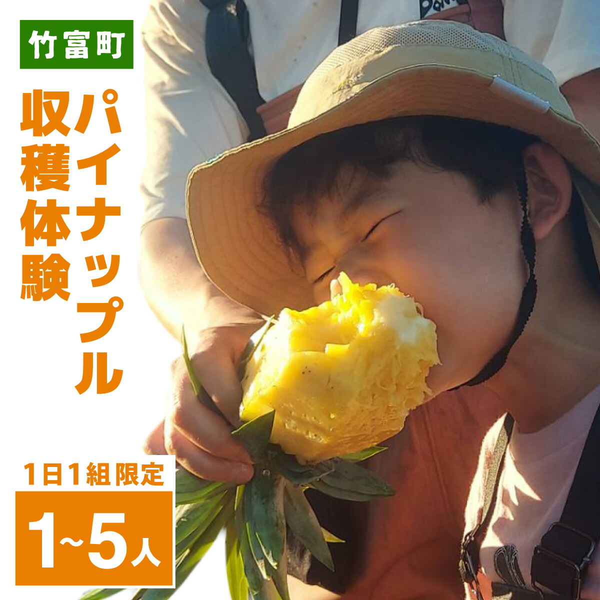 【ふるさと納税】パイナップル収穫体験【1～5名】爽やかな朝日を浴びた中での開催♪（4月25日～6月15日開催）