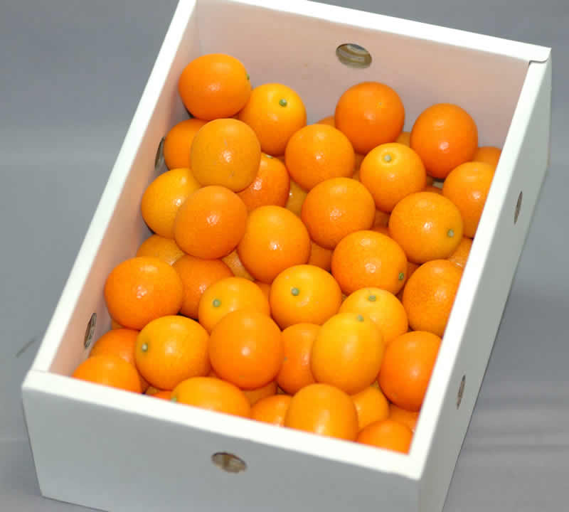 楽天市場】鹿児島いりき金柑【店長おすすめ】完熟きんかん2L寸