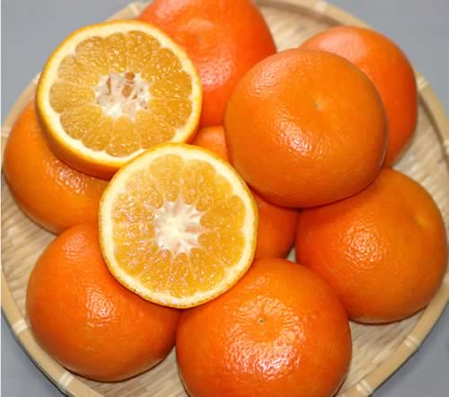 2027年分予約 訳あり 減農薬 愛媛産 宮内 いよかん 約4kg～8kg サイズ混合 伊予柑 ※ ふるさと納税 ではありません