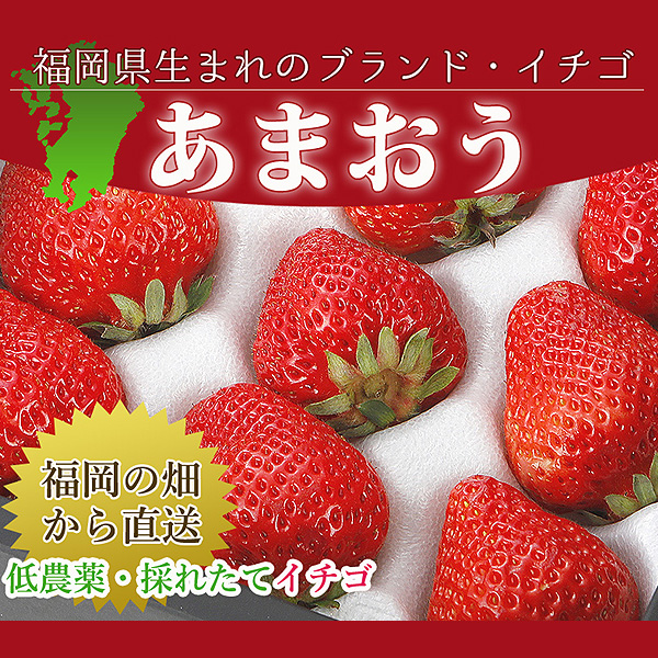 ストアー 低農薬 福岡 あまおう 苺 いちご 贈答用 800g 大粒24〜32玉 化粧箱入 産地直送 SSS ama qdtek.vn