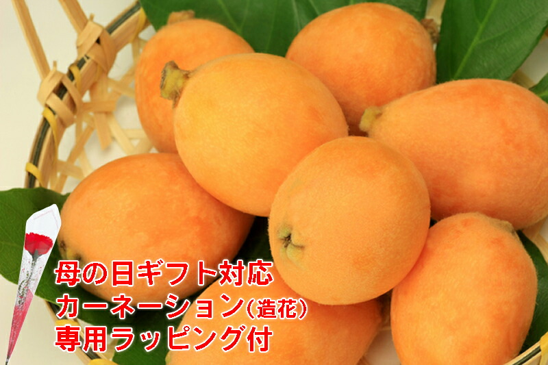 2026年4月分予約 長崎産 びわ 茂木びわ 8～15玉 500g 化粧箱入 ギフト S10 ※ ふるさと納税 ではありません