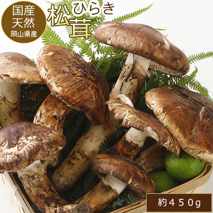国産松茸 国産松茸” 約400g 大きさおまかせ 産地厳選【予約 9月下旬以降