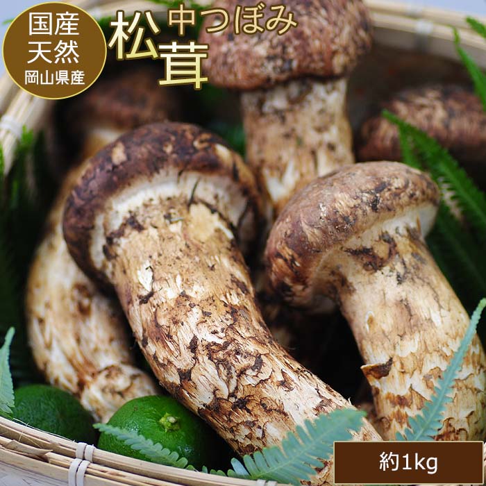 信州産 松茸 つぼみ 9/11収穫 230ｇ 楽天市場】【全額返金】10月分予約 国産 松茸 中つぼみ(半開き