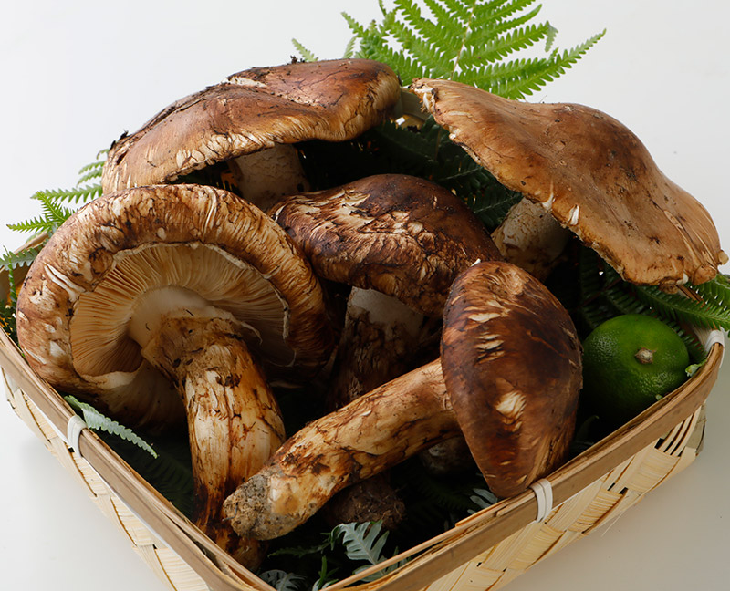 クリスマスツリー特価! 長野県産 本数4本 秀品 約400g】特選 開き松茸 つぼみ 2L【天然 - 野菜 - www.smithsfalls.ca クリスマスツリー特価! 長野県産 本数4本 秀品 約400g】特選 開き松茸 つぼみ 2L【天然 - 野菜 - www.smithsfalls.ca