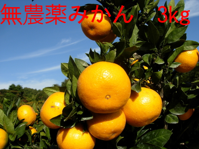 楽天市場】2024年12月分予約 愛媛産 石地みかん 約8kg 減農薬 有機肥料