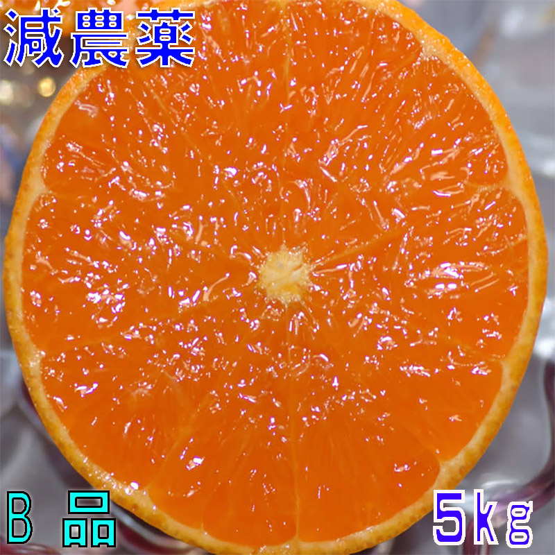 2026年3月分予約 訳あり 減農薬 愛媛 せとか みかん 約5kg B品 サイズ混合 産地直送 大三島 NN ※ ふるさと納税 ではありません