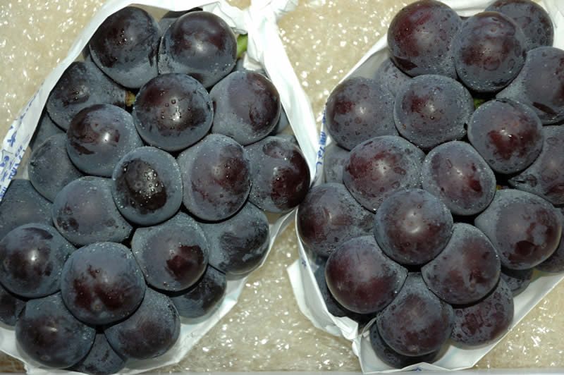 9月分予約 訳あり 岡山産 ぶどう ピオーネ 1.8kg 3～5房 ご家庭用 優品 化粧箱入 ブドウ 葡萄 産地直送 SU ※ ふるさと納税 ではありません