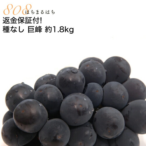 9月分予約 低農薬 返金保証 種なし 巨峰 ぶどう 約1.8kg 小粒3～4房入 贈答用 化粧箱入 葡萄 ブドウ 長野 産地直送 SSS ※ ふるさと納税 ではありません