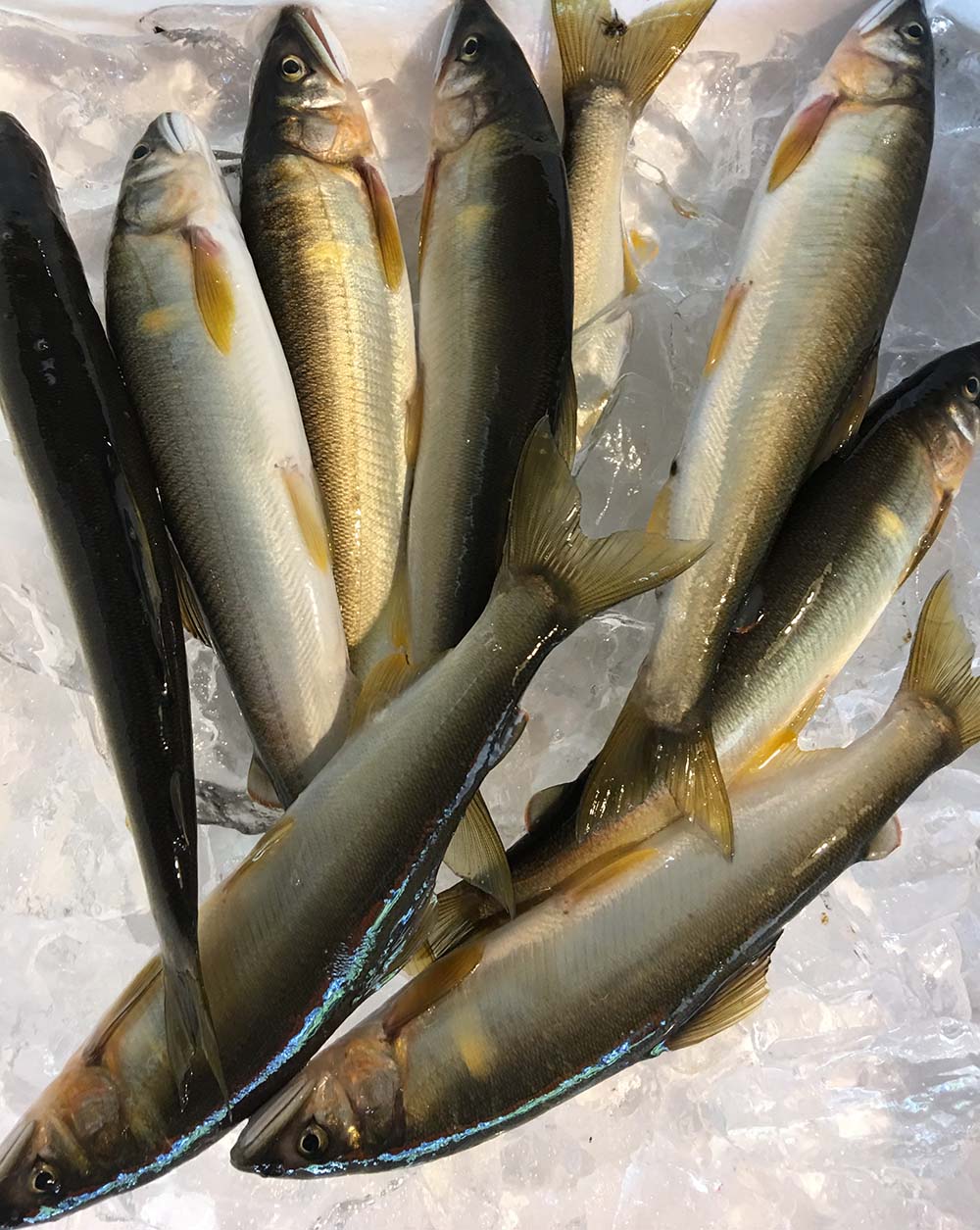 高知 四万十川産 天然 鮎 約500g 約6～8尾入 あゆ アユ 産地直送 SU ※ ふるさと納税 ではありません 6,020円