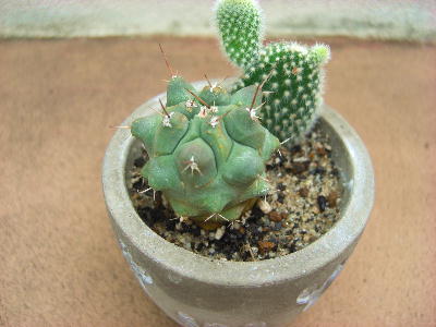 さぼてん サボテンコンクリートポット 品種植え 癒しの観葉植物 インテリアグリーン かっこいい おしゃれ 男前インテリア Marcsdesign Com