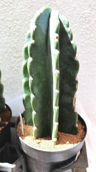 楽天市場】さぼてん 柱サボテン 三角柱 鉢植え ミニサイズ【地域