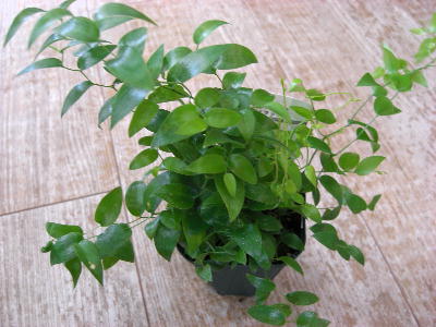 楽天市場】アスパラガス スマイラックス苗 観葉植物 販売 通販 種類