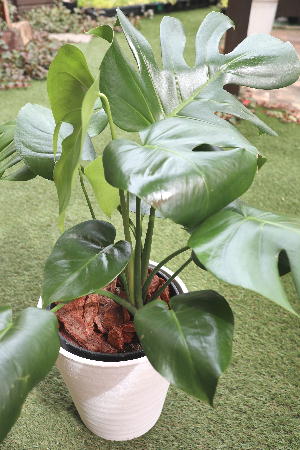 観葉植物 モンステラ 号サイズ 地域限定送料無料 癒しの観葉植物 インテリアグリーン 観葉植物 おしゃれ インテリア ギフト プレゼント Mgpadel Com