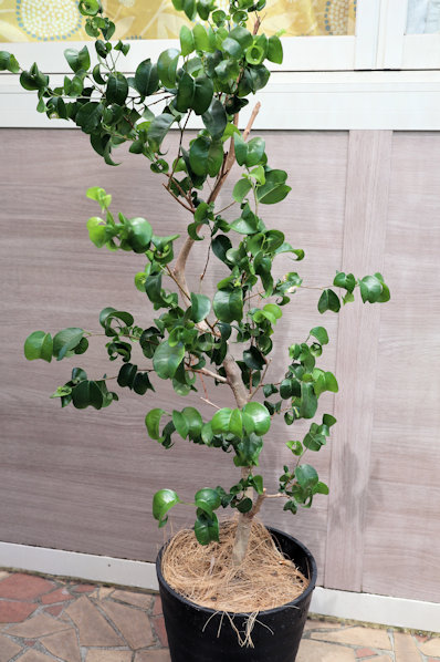 値下げしました！ベンジャミン （シタシオン ）2.4m10号 現品 23区送込み 値下げしました！ベンジャミン （シタシオン ）2.4m10号 現品 23